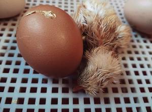 Schlüpfendes Küken